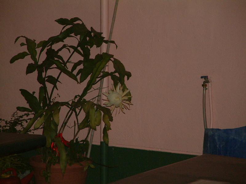 DSCF0073(  開花時間約晚間八時至十二時 ).JPG